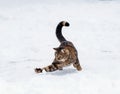 graceful spotted cat running around and playing in the white snow on the street in winter Royalty Free Stock Photo