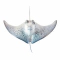 Graceful Spotted Eagle Ray Gliding Isolated On White Background Royalty Free Stock Photo