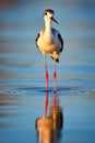 Graceful Stilt Bird Wading in Water with Perfect Reflection - Generative AI