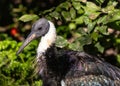 Straw-necked Ibis (Threskiornis spinicollis) in Australia Royalty Free Stock Photo