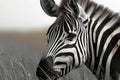 Graceful stripes a zebras monochrome beauty showcased in natural surroundings