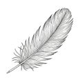 Graceful structure typical of real feathers, drawn on a plain white Royalty Free Stock Photo