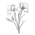 Graceful And Stylized Black And White Flower Drawings