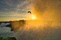 Graceful Sunrise: Gulls in the Mist at Niagara Falls Royalty Free Stock Photo