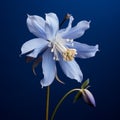 Graceful Surrealism: A Captivating Micro Photograph Of A Blue Columbine