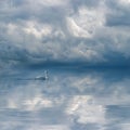 Graceful swan against cloudy sky background Royalty Free Stock Photo