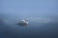 Graceful swan in blue water