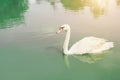 Graceful swan floating in the pan, pour the emerald green lake. Royalty Free Stock Photo