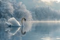 Swan glides on liquid amidst snowy trees in natural lake setting Royalty Free Stock Photo