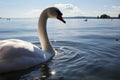 Graceful swan glides, serenely adrift on tranquil waterscape