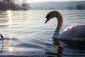 Graceful swan glides, serenely adrift on tranquil waterscape