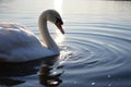 Graceful swan glides, serenely adrift on tranquil waterscape