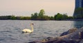 Graceful swan on the lake in a close-up cinematic shot The majestic swan on the lake epitomizes natural elegance. Serene