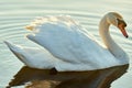 Graceful swan on the lake Royalty Free Stock Photo