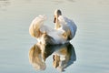 Graceful swan on the lake