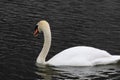 A graceful swan
