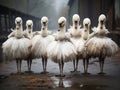 Graceful Swans: Ballet Performance with Dancers in Tulle Dresses