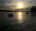 Graceful swans in evening