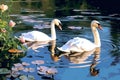 Graceful Swans - Generative AI