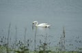 Wetlands Image of graceful Swans swimming in pond