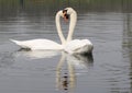 Graceful Swans