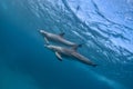 Graceful Swimmers: Two Bottlenose Dolphins in their Natural Habitat