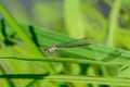 Graceful thin dragonfly with blue wings sits on a leaf of grass Royalty Free Stock Photo