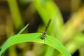 Graceful thin dragonfly with blue wings sits on a leaf of grass Royalty Free Stock Photo