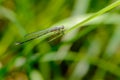 Graceful thin dragonfly with blue wings sits on a leaf of grass Royalty Free Stock Photo