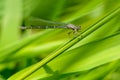 Graceful thin dragonfly with blue wings sits on a leaf of grass Royalty Free Stock Photo