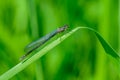 Graceful thin dragonfly with blue wings sits on a leaf of grass Royalty Free Stock Photo