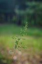 Graceful thin field spikelet in the sun against the backdrop of green forest. Soft focus