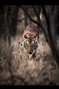 A graceful tiger in the forest. Generated Ai