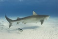 Graceful Tiger Shark