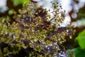 Graceful tiny flowers of Cotinus coggygria Royal Purple Rhus cotinus, the European smoketree covered with raindrops look like je