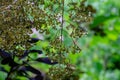 Graceful tiny flowers of Cotinus coggygria Royal Purple Rhus cotinus, the European smoketree covered with raindrops