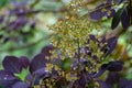 Graceful tiny flowers of Cotinus coggygria Royal Purple Rhus cotinus, the European smoketree covered with raindrops