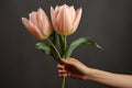 Graceful touch Woman\'s manicured hand holds a soft focused pink tulip on gray backdrop
