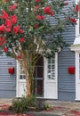 Grey Creole cottage with beautiful crepe myrtle tree with bright red blooms, New Orleans.