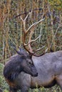 Graceful turn of elk head and antlers Royalty Free Stock Photo