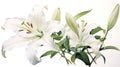 Graceful Unfolding: Elegant Watercolor White Lily Petals AI Generated