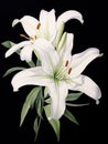 Graceful Unfolding: Elegant Watercolor White Lily Petals AI Generated