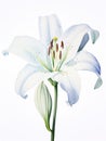 Graceful Unfolding: Elegant Watercolor White Lily Petals AI Generated