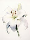 Graceful Unfolding: Elegant Watercolor White Lily Petals AI Generated