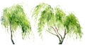 Graceful Watercolor Willow Tree Branch AI Generated