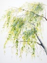 Graceful Watercolor Willow Tree Branches and Delicate Leaves AI Generated