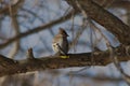 Graceful waxwings