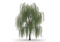 Graceful weeping willow tree Royalty Free Stock Photo