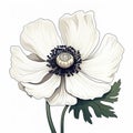 Graceful White Anemone Flower Drawing With Powerful Symbolism Royalty Free Stock Photo