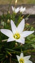 Graceful White Blooms: Nature& x27;s Delicate Beauty